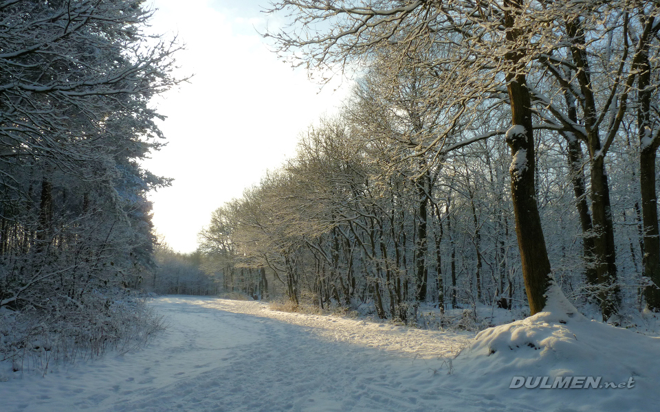 Snowy forest